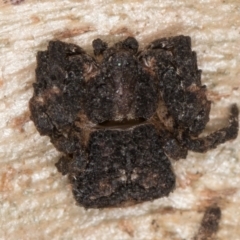 Stephanopis sp. (genus) at Flynn, ACT - 9 Aug 2024 03:52 PM