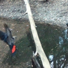 Calyptorhynchus lathami lathami (Glossy Black-Cockatoo) at Moruya, NSW - 29 Jul 2024 by LisaH