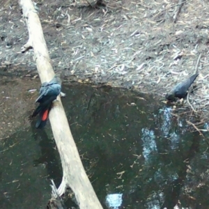 Calyptorhynchus lathami lathami at Moruya, NSW - suppressed