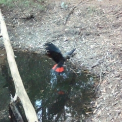 Calyptorhynchus lathami lathami at Moruya, NSW - 29 Jul 2024