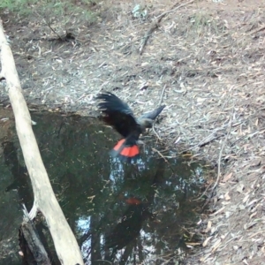 Calyptorhynchus lathami lathami at Moruya, NSW - suppressed