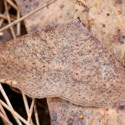 Taxeotis perlinearia (Spring Taxeotis) at Moruya, NSW - 10 Aug 2024 by LisaH