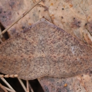 Taxeotis perlinearia at Moruya, NSW - 10 Aug 2024