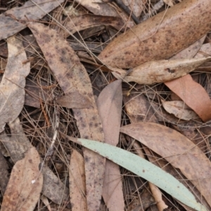 Taxeotis perlinearia at Moruya, NSW - 10 Aug 2024