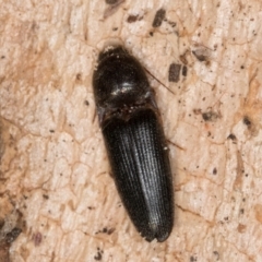 Monocrepidius (genus) (Click beetle) at Flynn, ACT - 9 Aug 2024 by kasiaaus