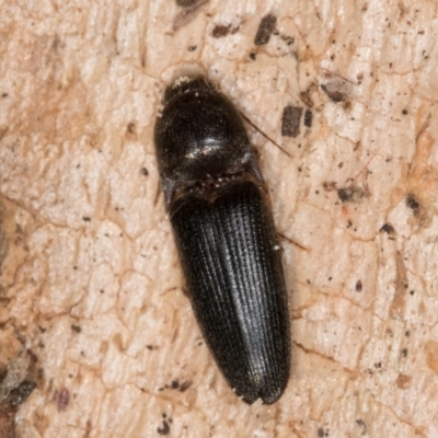Monocrepidius (genus) (Click beetle) at Flynn, ACT - 9 Aug 2024 by kasiaaus