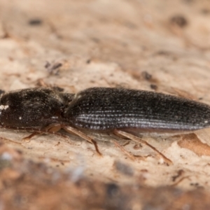 Monocrepidius (genus) at Flynn, ACT - 9 Aug 2024 03:48 PM