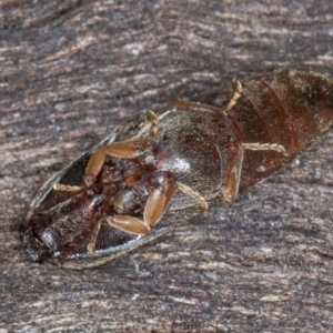 Monocrepidius (genus) at Flynn, ACT - 9 Aug 2024 03:48 PM