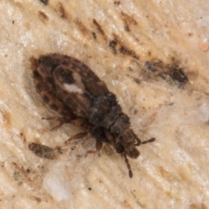 Calisius sp. (genus) at Flynn, ACT - 9 Aug 2024