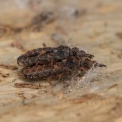 Calisius sp. (genus) at Flynn, ACT - 9 Aug 2024