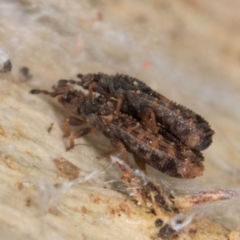 Calisius sp. (genus) at Flynn, ACT - 9 Aug 2024 03:49 PM