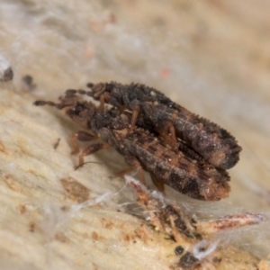 Calisius sp. (genus) at Flynn, ACT - 9 Aug 2024