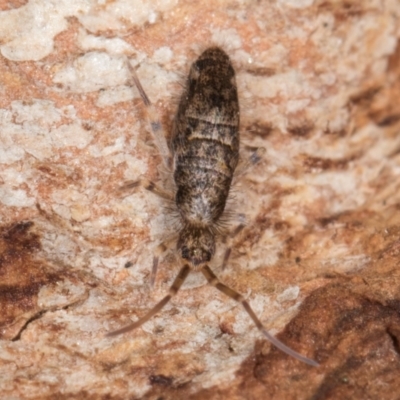 Unidentified Springtail (Collembola) at Flynn, ACT - 9 Aug 2024 by kasiaaus