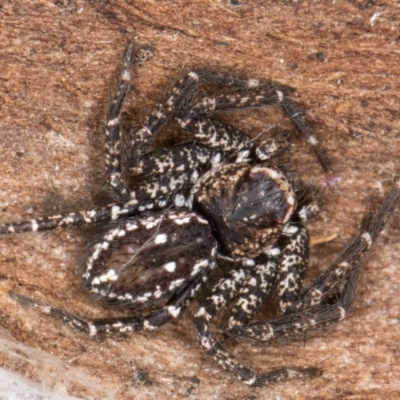 Tharpyna campestrata (Country Crab Spider) at Flynn, ACT - 9 Aug 2024 by kasiaaus