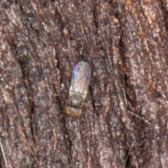Unverified True fly (Diptera) at Flynn, ACT - 9 Aug 2024 by kasiaaus