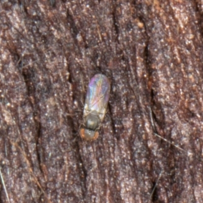 Unverified True fly (Diptera) at Flynn, ACT - 9 Aug 2024 by kasiaaus