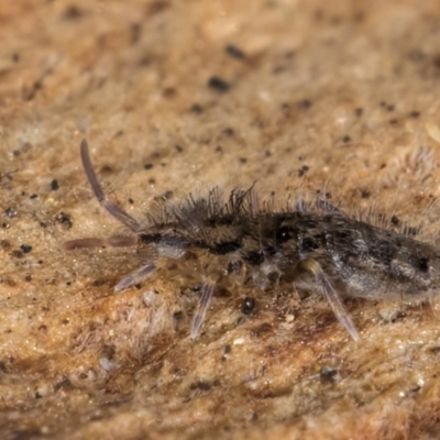 Entomobryomorpha (order) (Entomobryomorph springtail) at Flynn, ACT - 9 Aug 2024 by kasiaaus