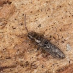 Entomobryomorpha (order) at Flynn, ACT - 9 Aug 2024