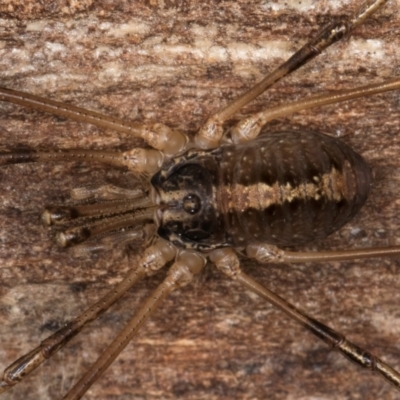 Megalopsalis (genus) (A Neopilionid harvestmen) at Flynn, ACT - 9 Aug 2024 by kasiaaus