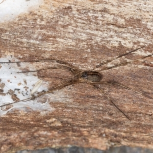 Opiliones (order) at Flynn, ACT - 9 Aug 2024