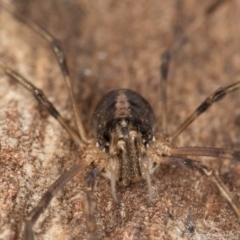 Opiliones (order) at Flynn, ACT - 9 Aug 2024