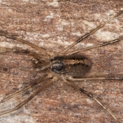 Opiliones (order) at Flynn, ACT - 9 Aug 2024