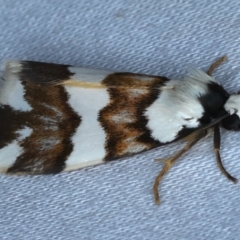 Termessa gratiosa at Rosedale, NSW - 4 Nov 2022 06:25 AM