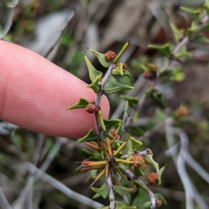 Acacia gunnii at Chiltern, VIC - 10 Aug 2024