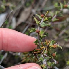 Acacia gunnii at Chiltern, VIC - 10 Aug 2024