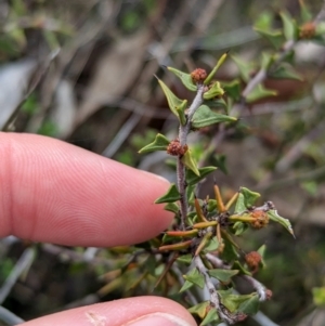 Acacia gunnii at Chiltern, VIC - 10 Aug 2024