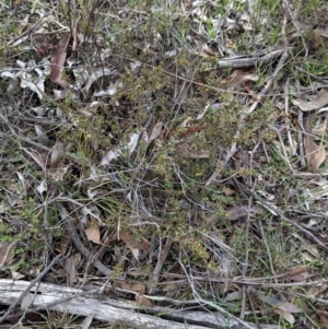 Acacia gunnii at Chiltern, VIC - 10 Aug 2024