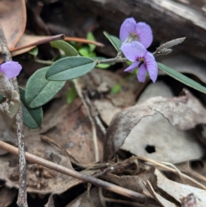Hovea heterophylla at Chiltern, VIC - 10 Aug 2024 11:43 AM