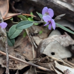 Hovea heterophylla at Chiltern, VIC - 10 Aug 2024 11:43 AM