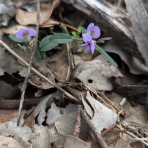 Hovea heterophylla at Chiltern, VIC - 10 Aug 2024 11:43 AM