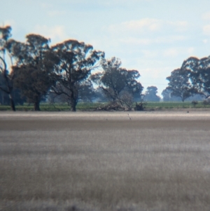 Grus rubicunda at Corowa, NSW - suppressed