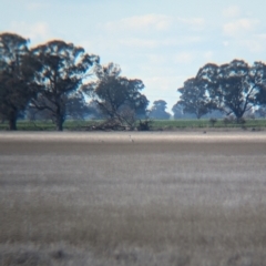 Antigone rubicunda at Corowa, NSW - suppressed