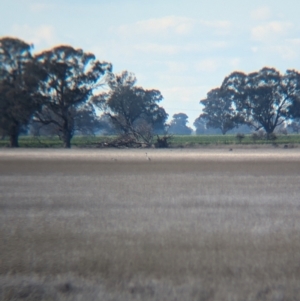 Grus rubicunda at Corowa, NSW - suppressed