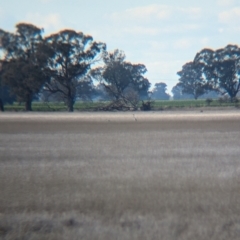 Antigone rubicunda at Corowa, NSW - suppressed