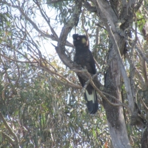 Zanda funerea at Kenny, ACT - 10 Aug 2024 10:35 AM