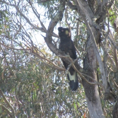 Zanda funerea (Yellow-tailed Black-Cockatoo) at Kenny, ACT - 10 Aug 2024 by IdleWanderer