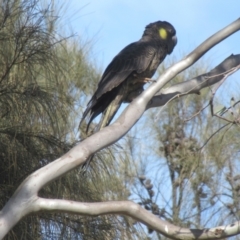 Zanda funerea at Kenny, ACT - 10 Aug 2024