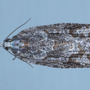 Acropolitis rudisana at Ainslie, ACT - 4 Nov 2022 09:00 PM