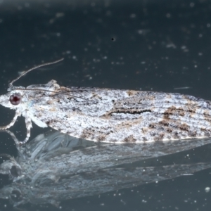 Acropolitis rudisana at Ainslie, ACT - 4 Nov 2022 09:00 PM