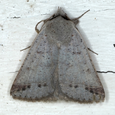 Pantydia sparsa (Noctuid Moth) at Ainslie, ACT - 4 Nov 2022 by jb2602