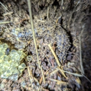 Limax maximus at Kambah, ACT - 10 Aug 2024 11:27 PM