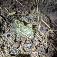 Limax maximus at Kambah, ACT - 10 Aug 2024 11:27 PM