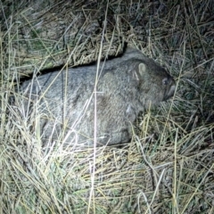 Vombatus ursinus (Common wombat, Bare-nosed Wombat) at Kambah, ACT - 10 Aug 2024 by HelenCross