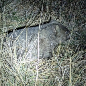 Vombatus ursinus at Kambah, ACT - 10 Aug 2024 11:15 PM