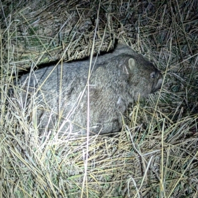 Vombatus ursinus (Bare-nosed Wombat) at Kambah, ACT - 10 Aug 2024 by HelenCross