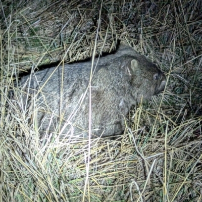 Vombatus ursinus (Common wombat, Bare-nosed Wombat) at Kambah, ACT - 10 Aug 2024 by HelenCross